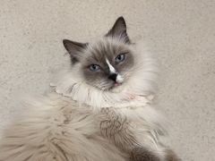 -共舞时光猫咖·狗咖(新街口店)