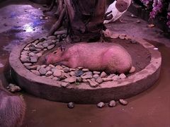 -正佳雨林生态植物园