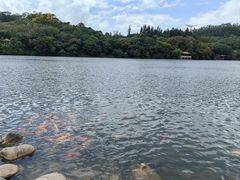 -深圳仙湖植物园