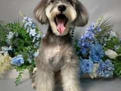 -BABIT巴比特宠物(MOMOPARK店)