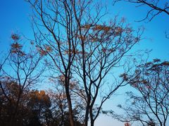 -盘龙城国家考古遗址公园