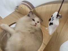 -瞄一喵猫咖(格力海岸店)
