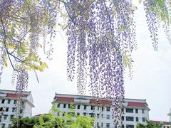 -嘉定紫藤园