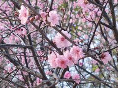 -八大山人梅湖景区