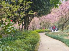 -南山植物园
