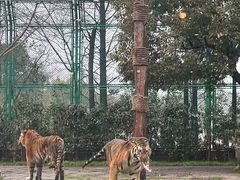 -上海野生动物园老虎餐厅