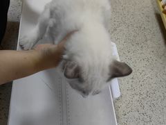 -喜洋洋宠物医院(震川路总店)