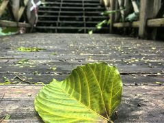 -南宁良凤江国家森林公园