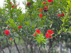 -天鹅湖体育公园