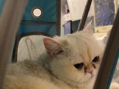 -纳吉亚猫专科动物医院·北北分院