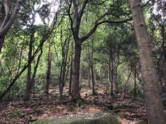 -火炉山森林公园
