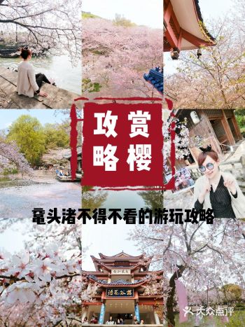 暴强鼋头渚赏樱攻略来啦!