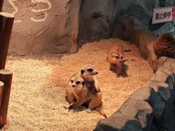 -Zoolung Zoolung动物主题公园(海信广场店)