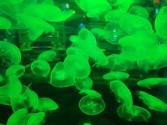 -顺德南宏海立方海洋公园