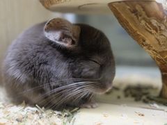 -藦茜花园宠物主题亲子互动体验馆(国顺东路店)
