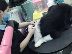 -宠伴小精灵宠物店(鼓楼店)