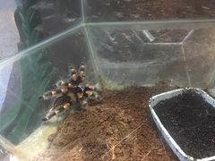 -上海大自然野生昆虫馆(东方明珠·爬宠昆虫探索中心)