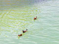 -大兴滨河森林公园