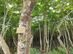 -东寨港红树林旅游区