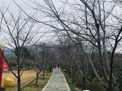 -香雪海
