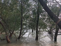 -宝安西湾红树林湿地公园