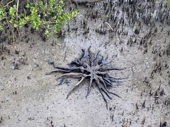 -北海金海湾红树林生态旅游区