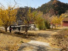 -遵化市禅林寺古银杏风景园