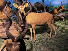 -国家自然博物馆