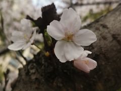 -高东镇樱花园