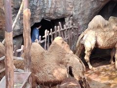 -长鹿旅游休博园