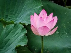 -陈家山荷花公园
