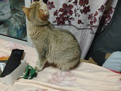 -猫大福·Fortune Cat猫舍(百子湾店)