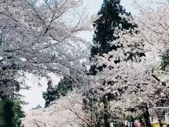 -武汉大学-樱园