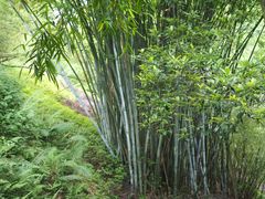 -中山市树木园