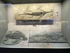 -贵州省地质博物馆