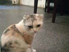 -猫色咖啡·猫咖