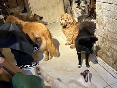 -萌喵咖啡屋(人民东路4号口M16商铺店)