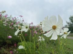 -都江堰玫瑰花溪谷