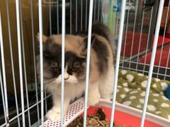 -朱洪元苏式面馆(绿宝广场店)