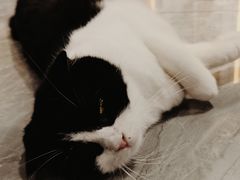 -猫小院猫主题餐厅(南锣旗舰店)
