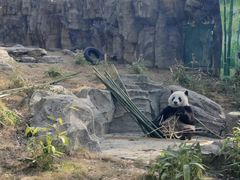 -武汉动物园