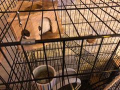 -平行世界·猫咖(首经贸店)