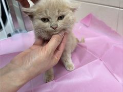 -北京观赏动物医院·24小时大型综合·猫专科·异宠专科