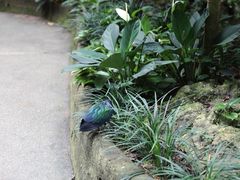 -新加坡飞禽公园