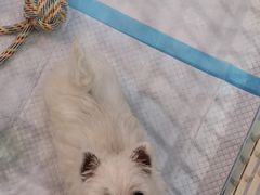 -翊宠yipet猫狗购宠庄园犬舍•猫舍