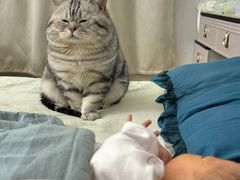 -翊宠yipet猫狗购宠庄园犬舍•猫舍