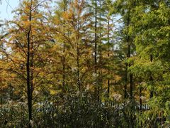 -昆山城市生态森林公园