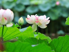 -陈家山荷花公园