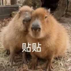 -Zoolung Zoolung动物主题公园(海信广场店)