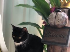 -宠爱国际动物医院· 猫科· 外科·中兽医(长白店)